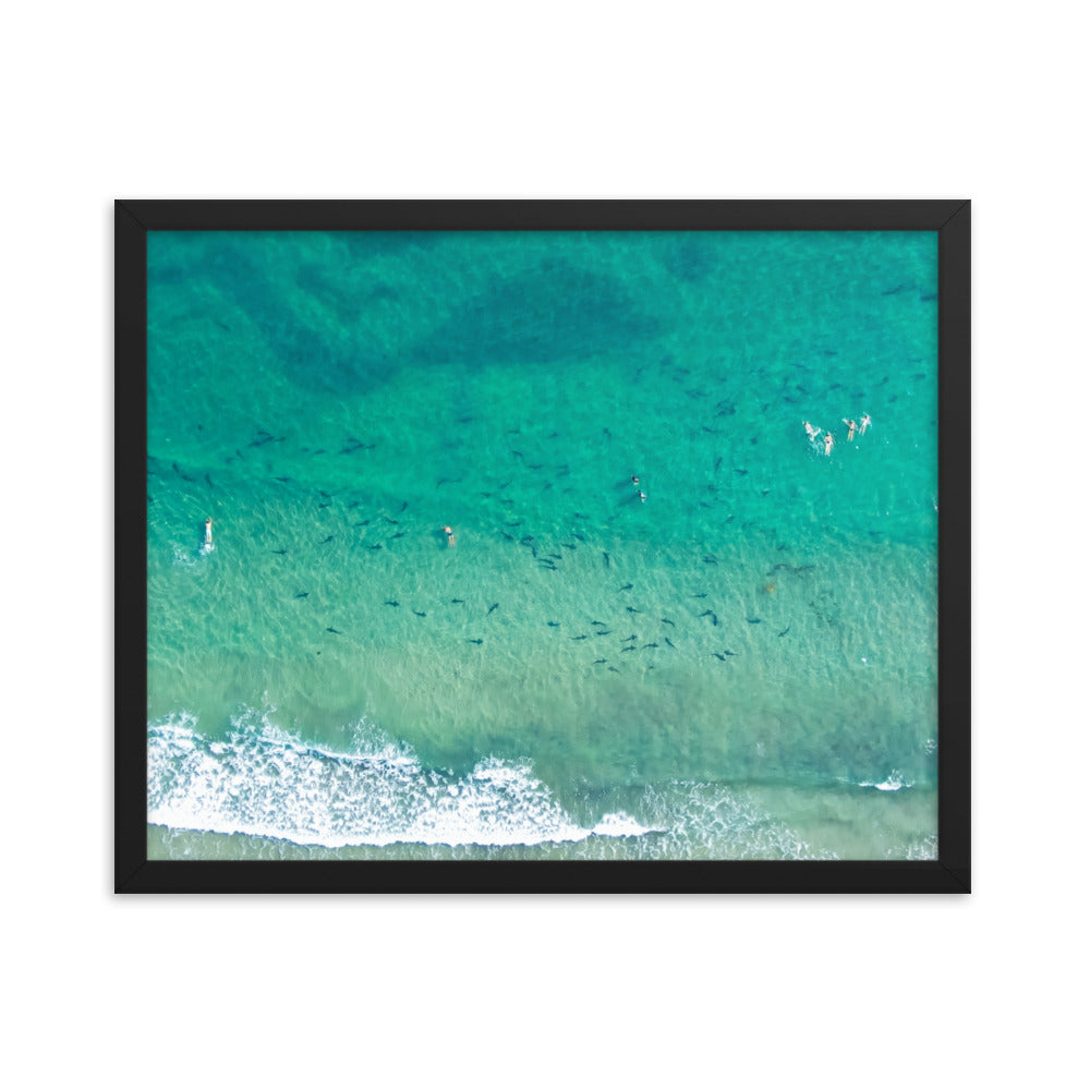 Sharks & swimmers Framed poster