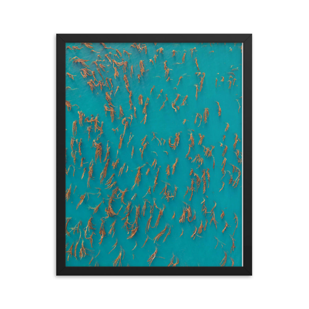 Kelp Forest Framed poster