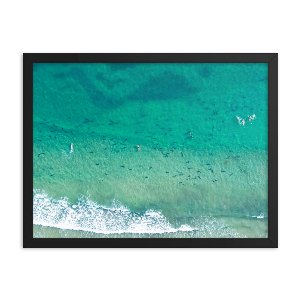 Sharks & swimmers Framed poster