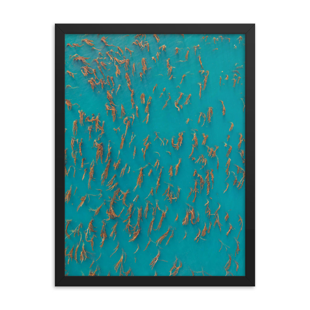 Kelp Forest Framed poster