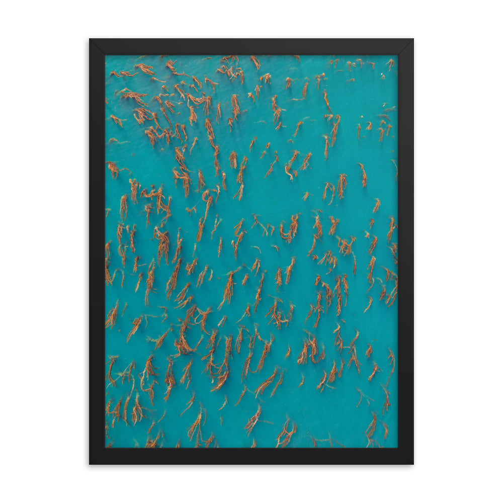 Kelp Forest Of La Jolla Framed poster