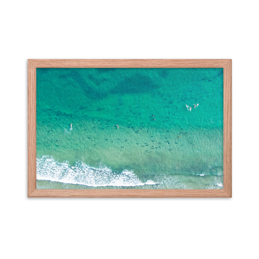 Sharks & swimmers Framed poster