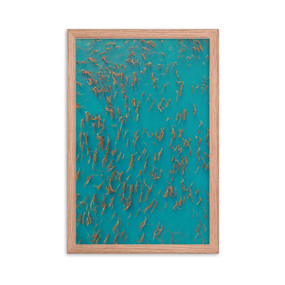 Kelp Forest Of La Jolla Framed poster