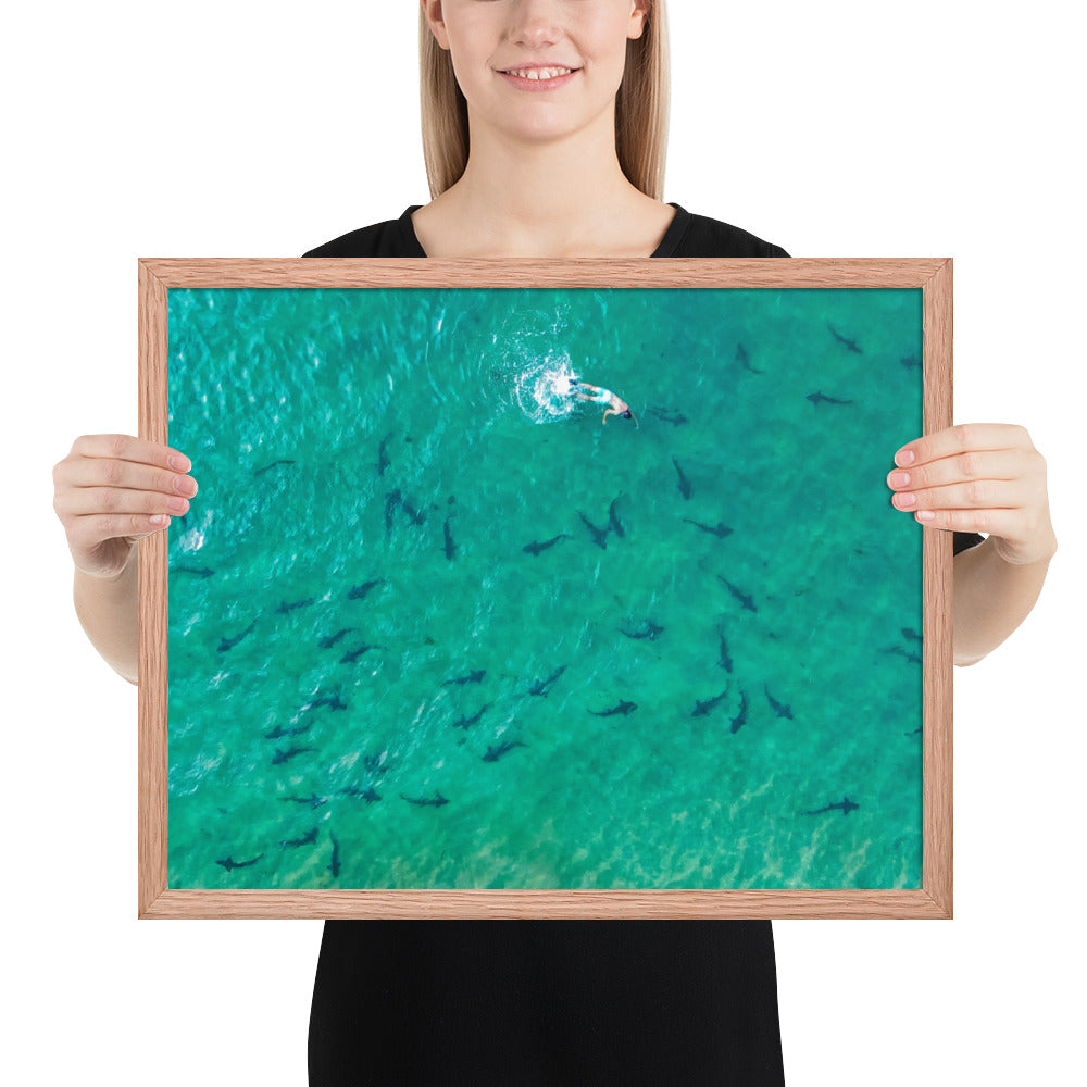 Swimming With Sharks in the Sea Framed poster