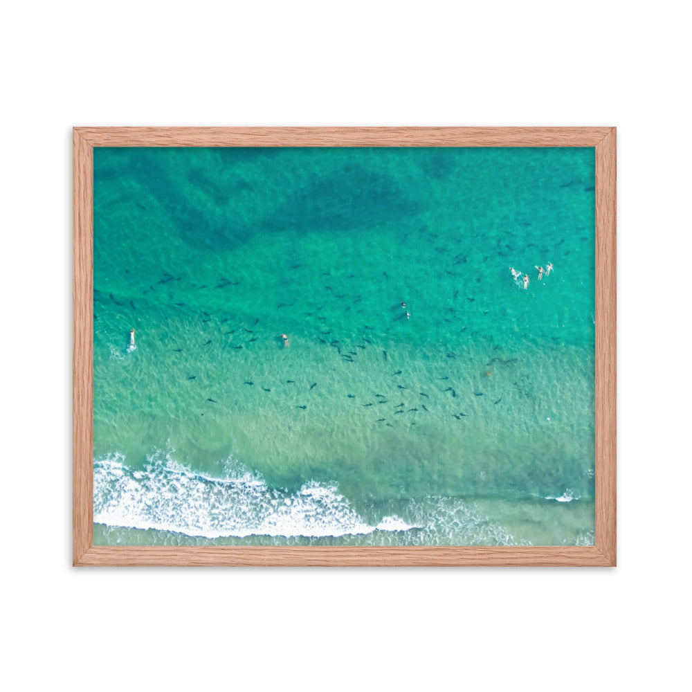 Sharks & swimmers Framed poster