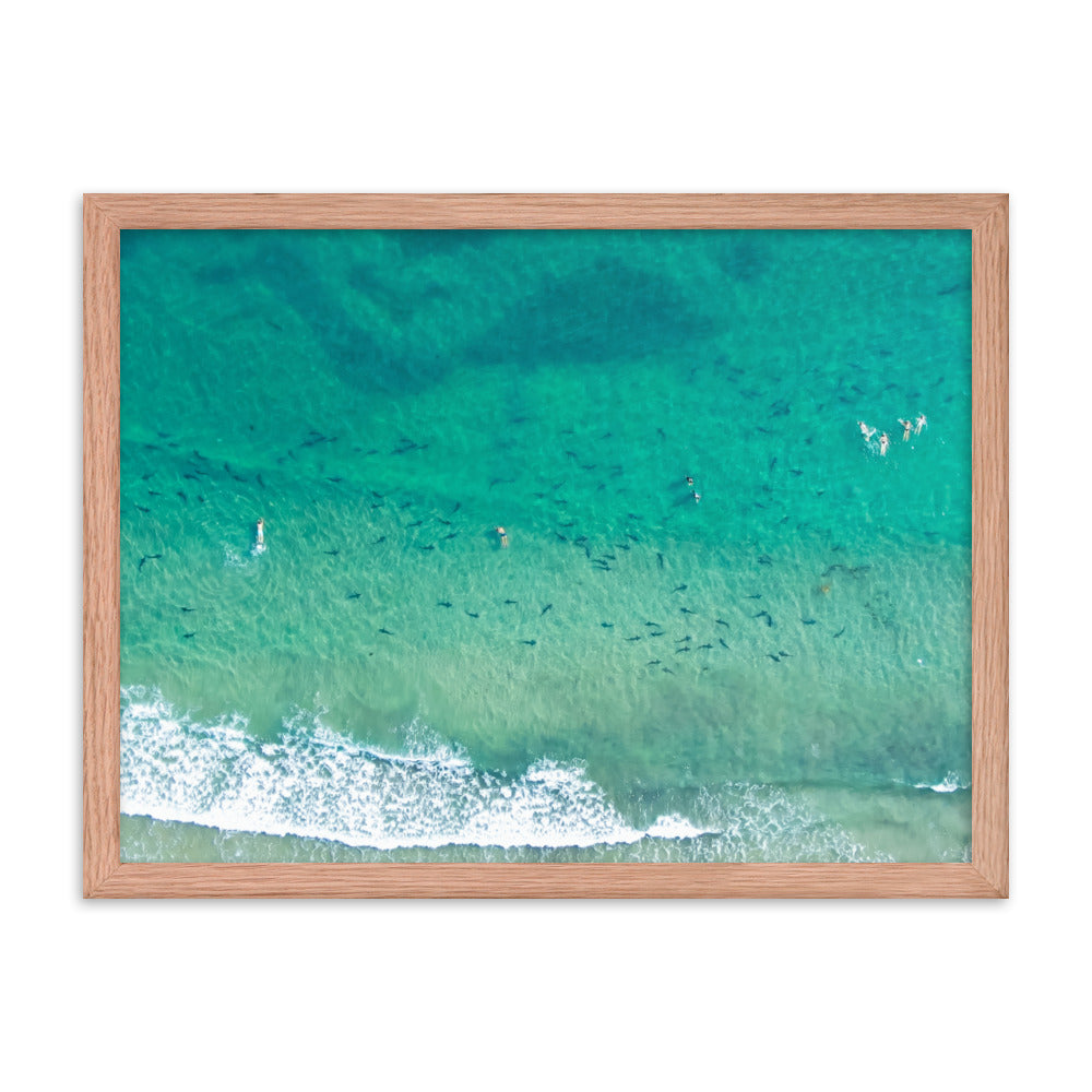Sharks & swimmers Framed poster