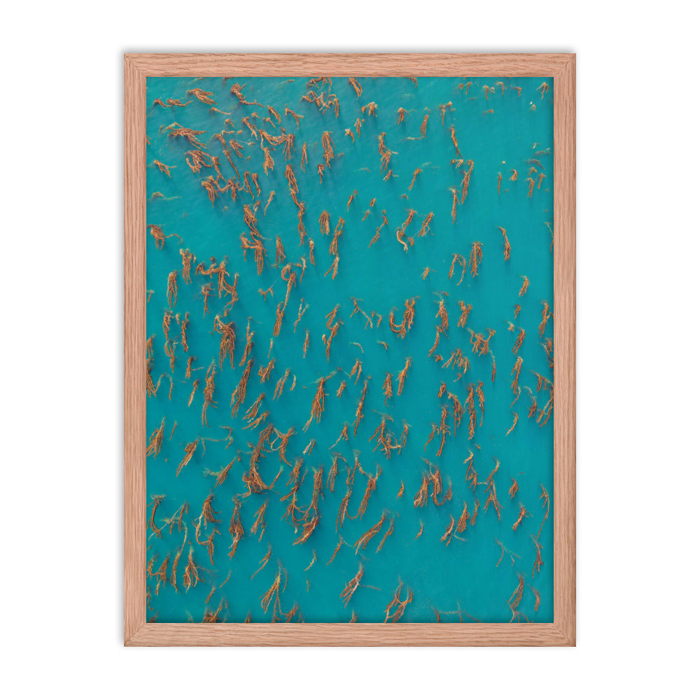 Kelp Forest Of La Jolla Framed poster
