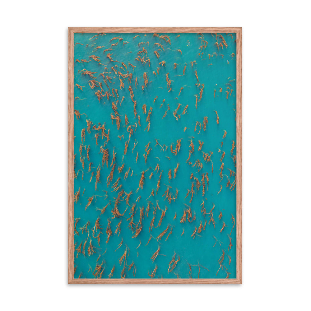 Kelp Forest Of La Jolla Framed poster