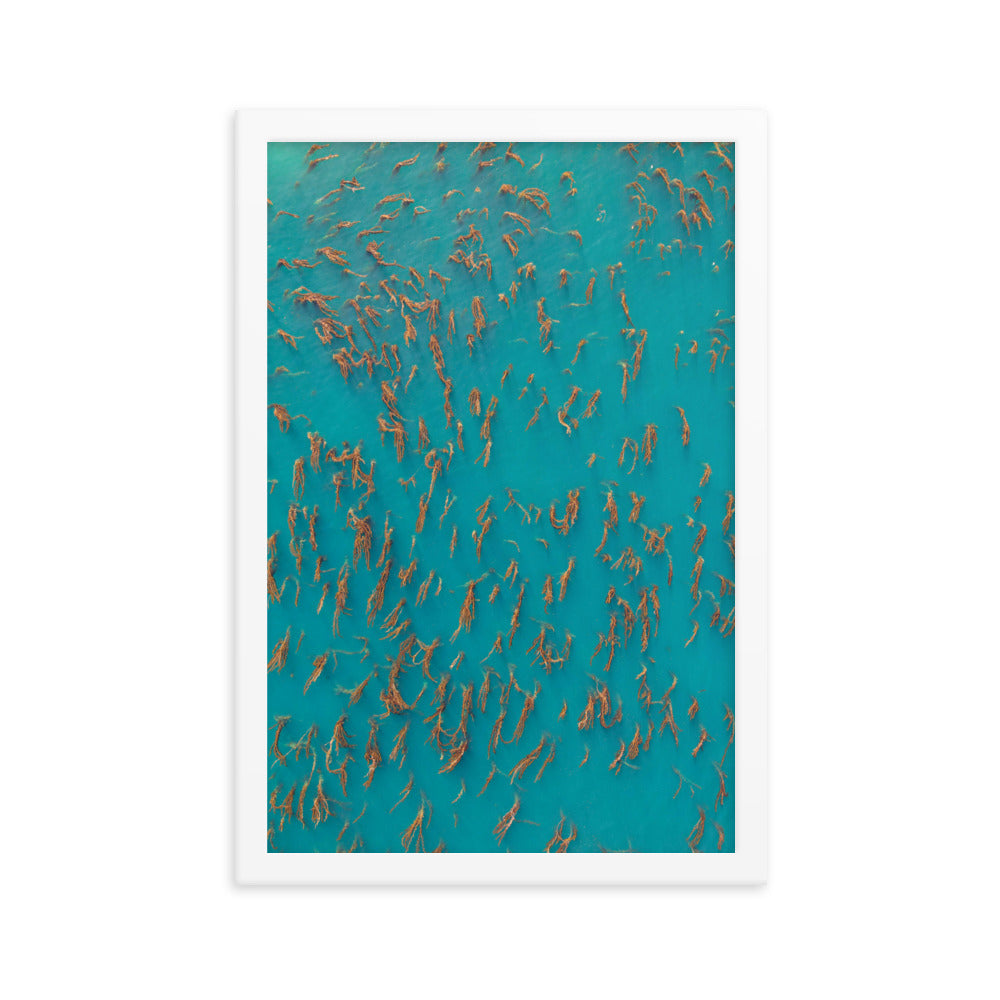 Kelp Forest Framed poster