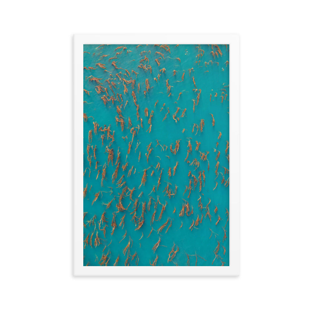 Kelp Forest Of La Jolla Framed poster