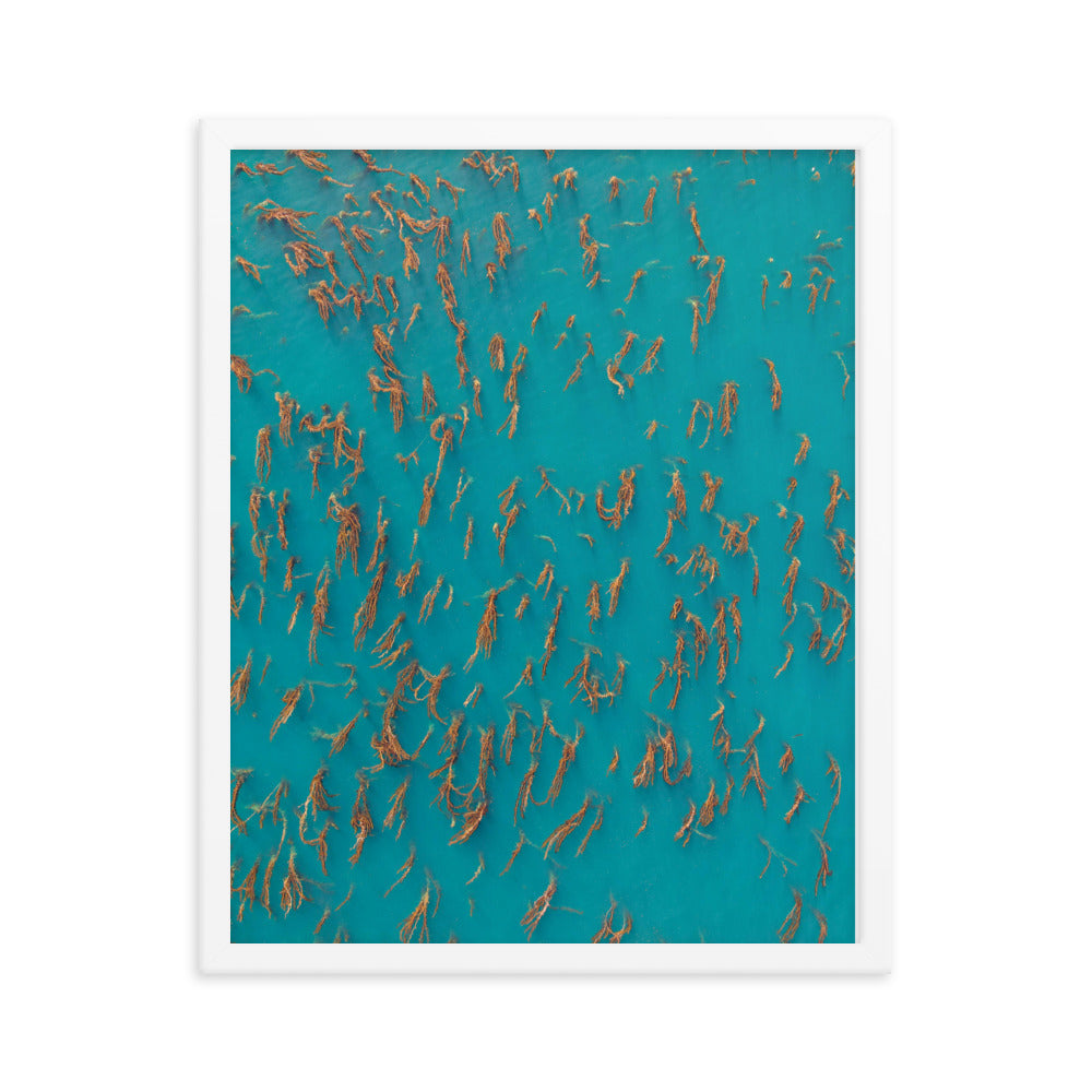Kelp Forest Framed poster