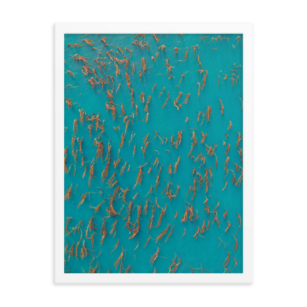 Kelp Forest Of La Jolla Framed poster