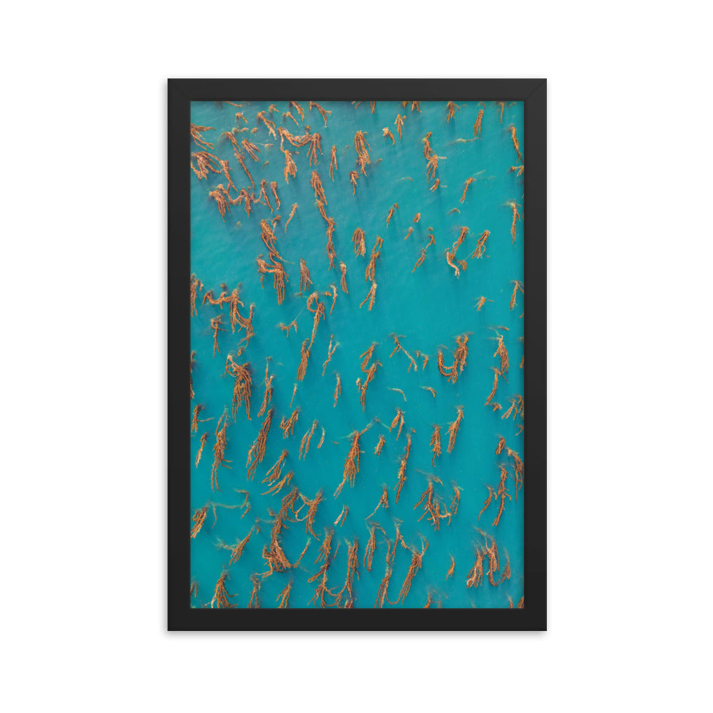 La Jolla Kelp Forest Framed poster