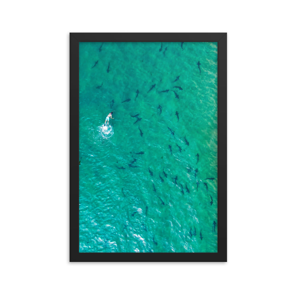 Swimming with sharks Framed poster