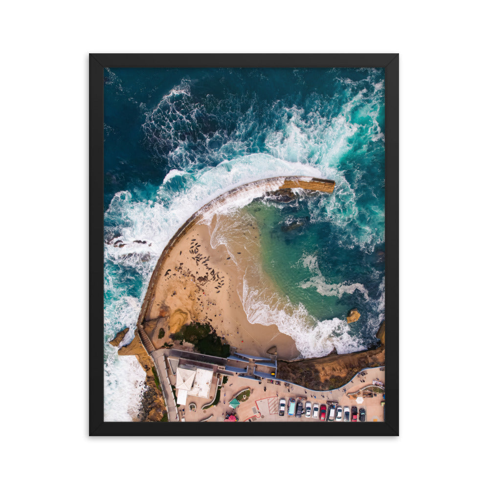 Seals at the pool Framed poster