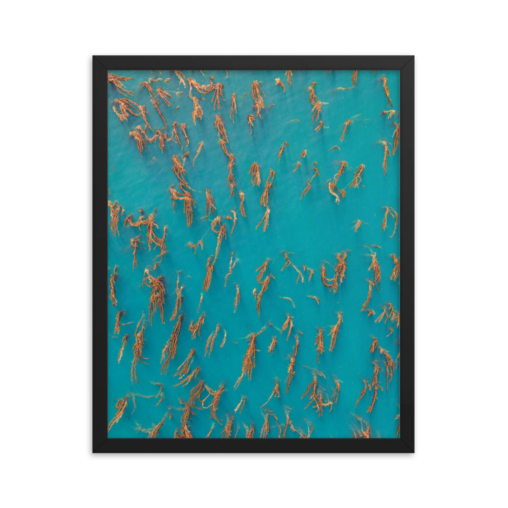 La Jolla Kelp Forest Framed poster