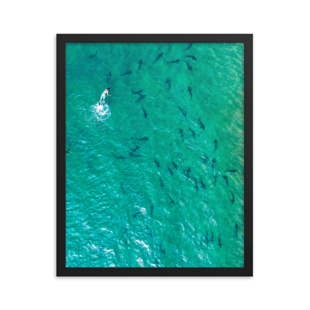 Swimming with sharks Framed poster