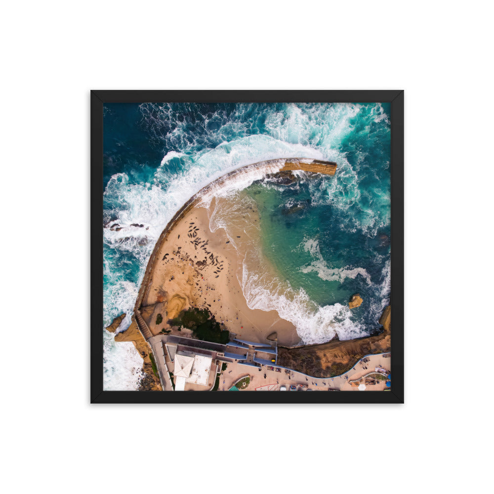 Seals at the pool Framed poster