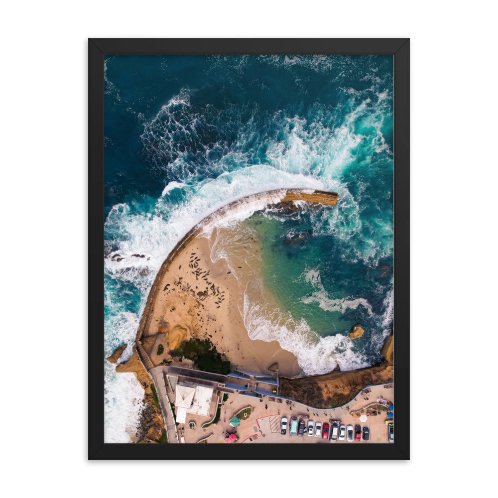 Seals at the pool Framed poster
