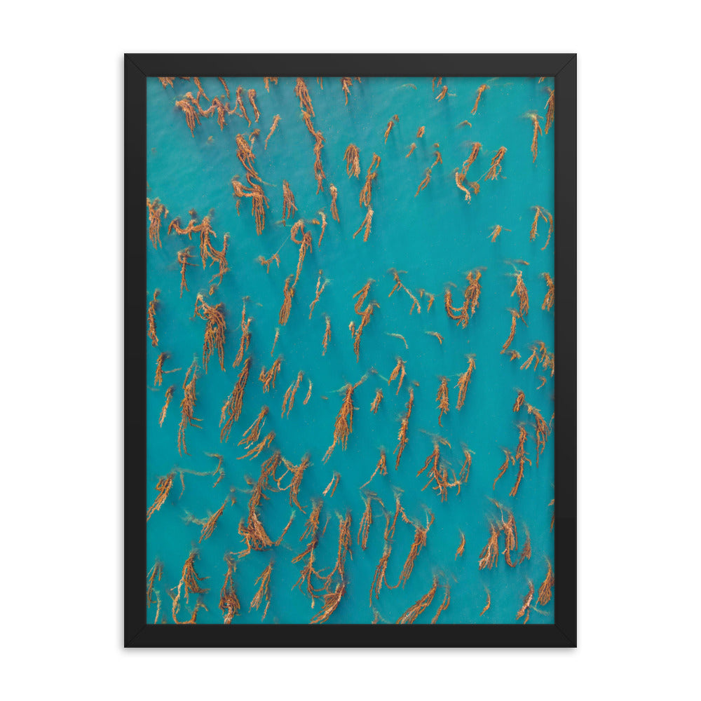 La Jolla Kelp Forest Framed poster