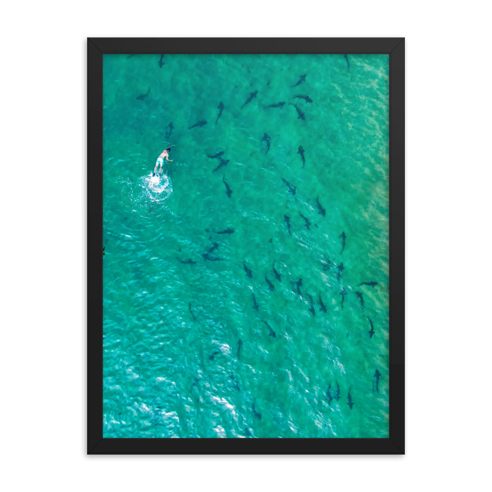 Swimming with sharks Framed poster