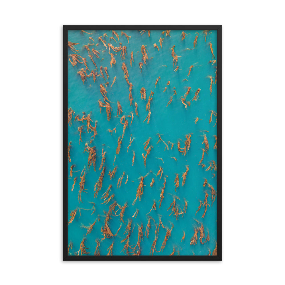 La Jolla Kelp Forest Framed poster