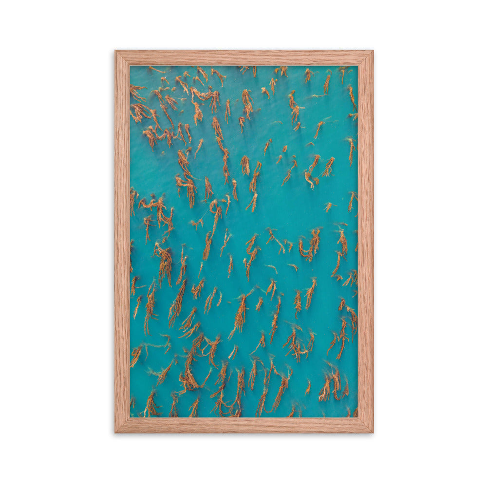 La Jolla Kelp Forest Framed poster