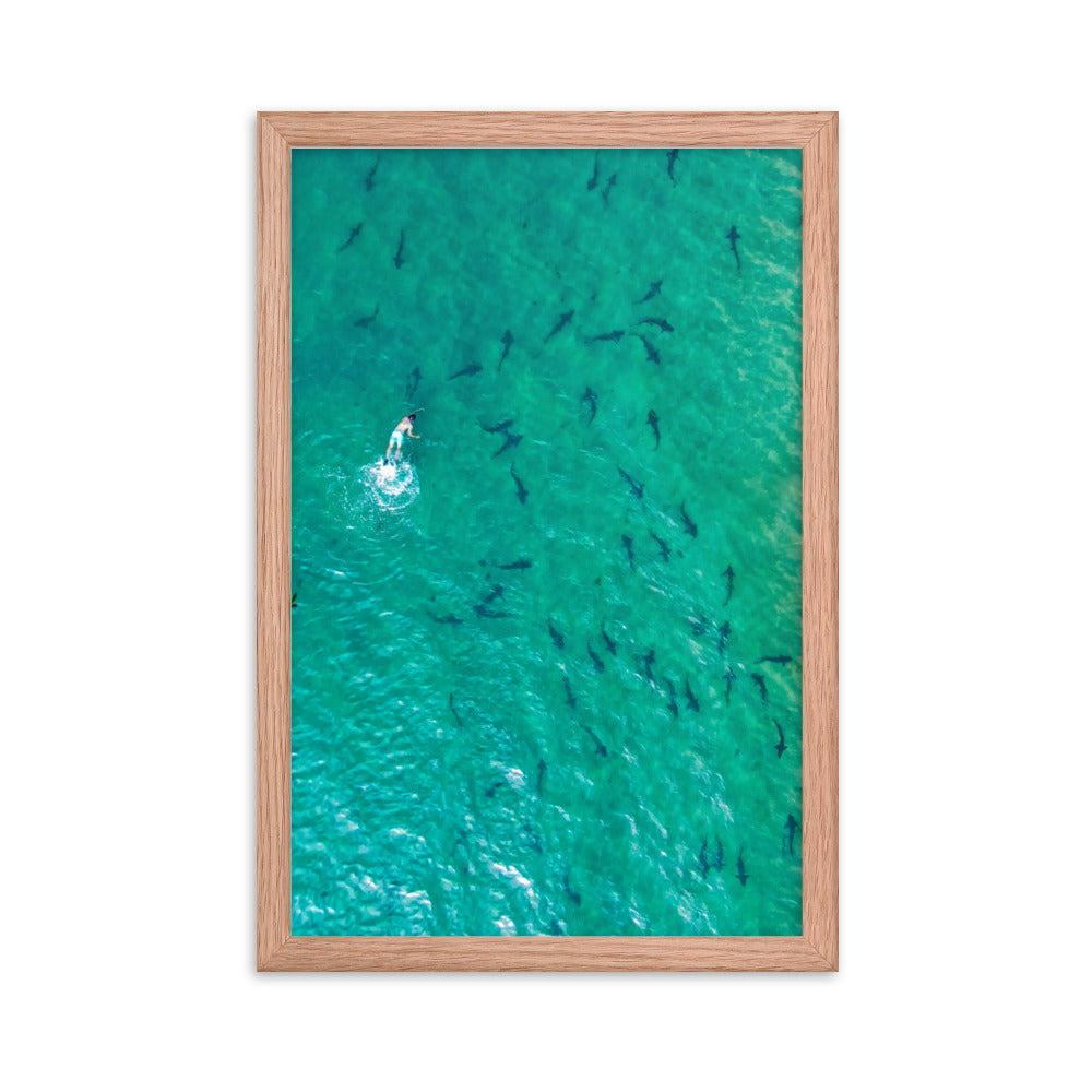 Swimming with sharks Framed poster