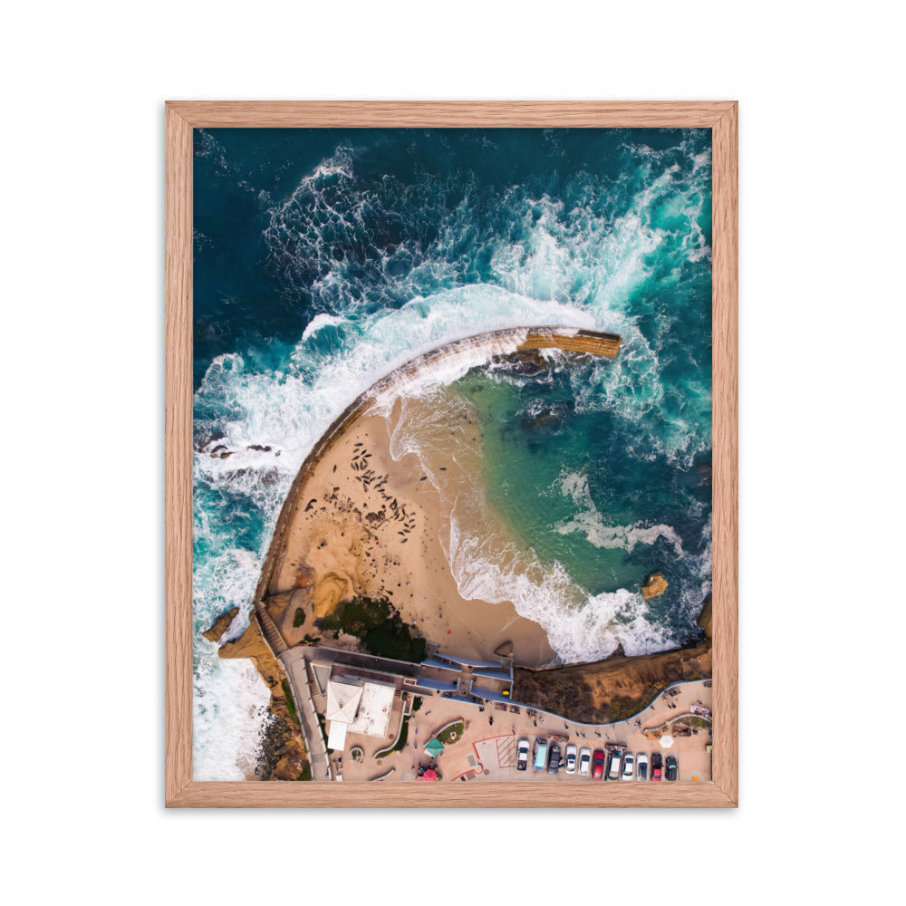 Seals at the pool Framed poster