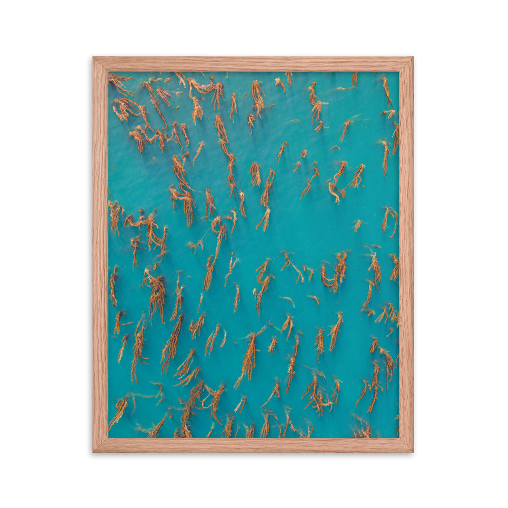 La Jolla Kelp Forest Framed poster