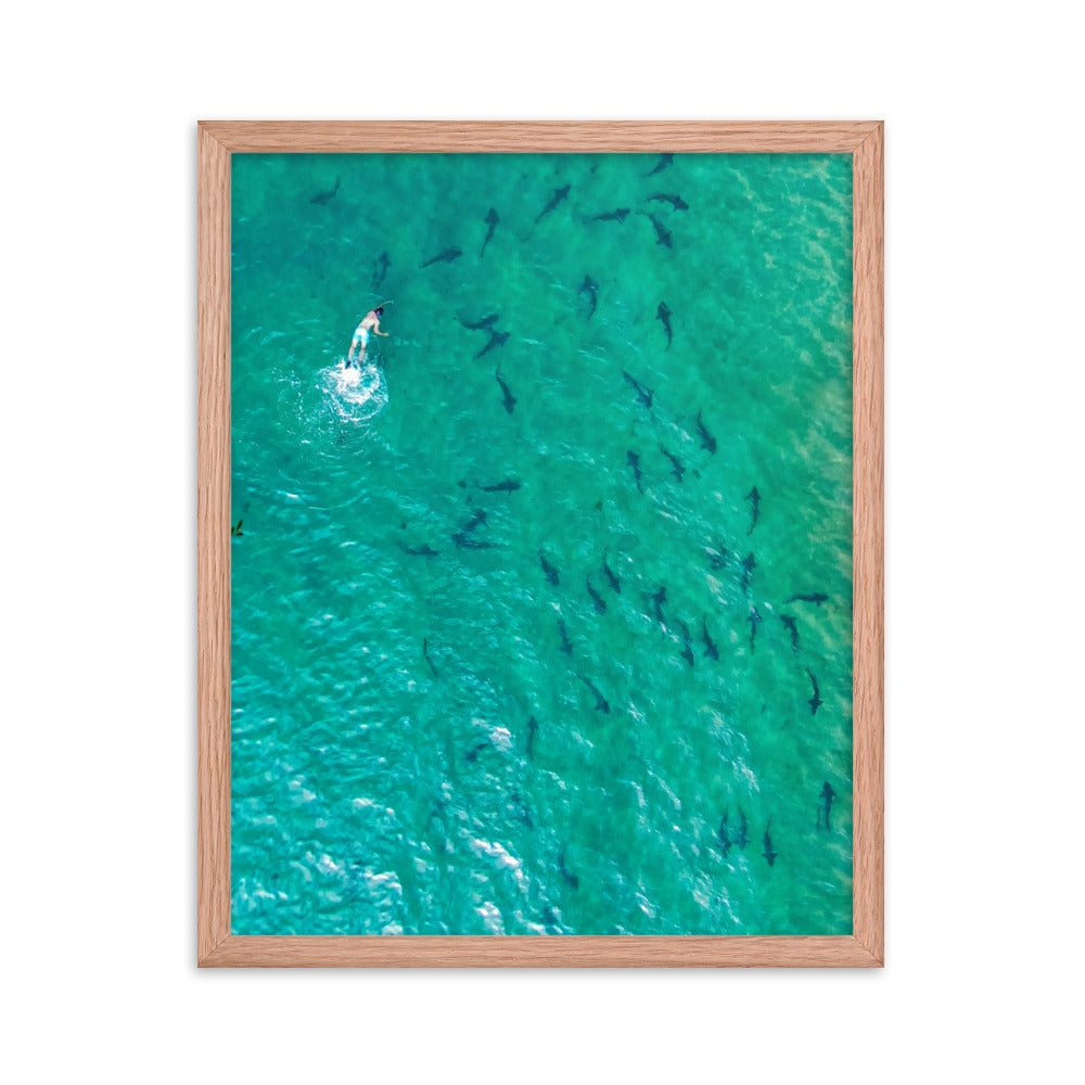Swimming with sharks Framed poster