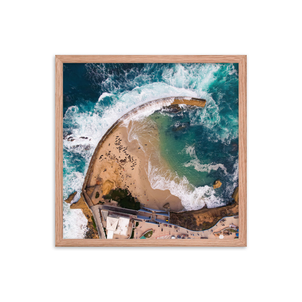 Seals at the pool Framed poster
