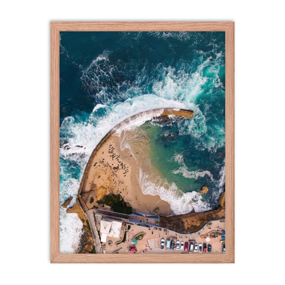 Seals at the pool Framed poster