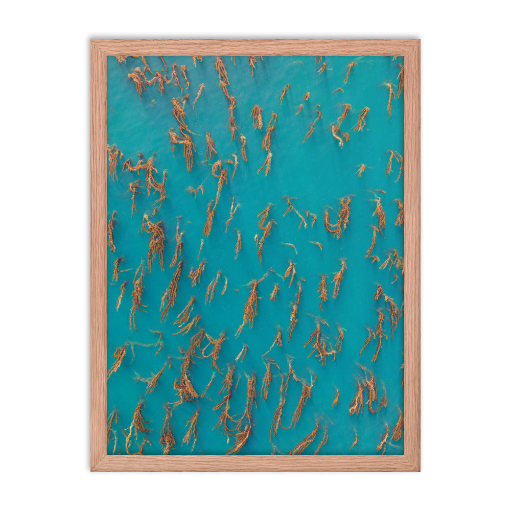 La Jolla Kelp Forest Framed poster