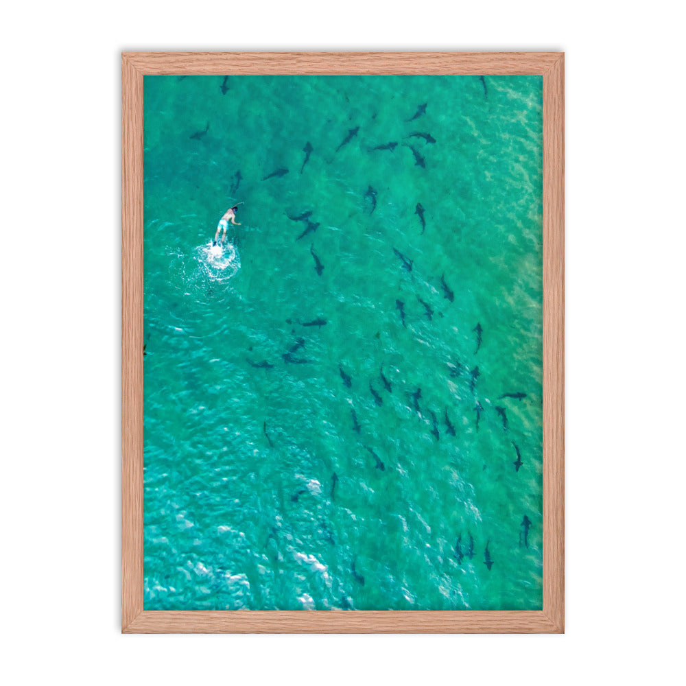 Swimming with sharks Framed poster