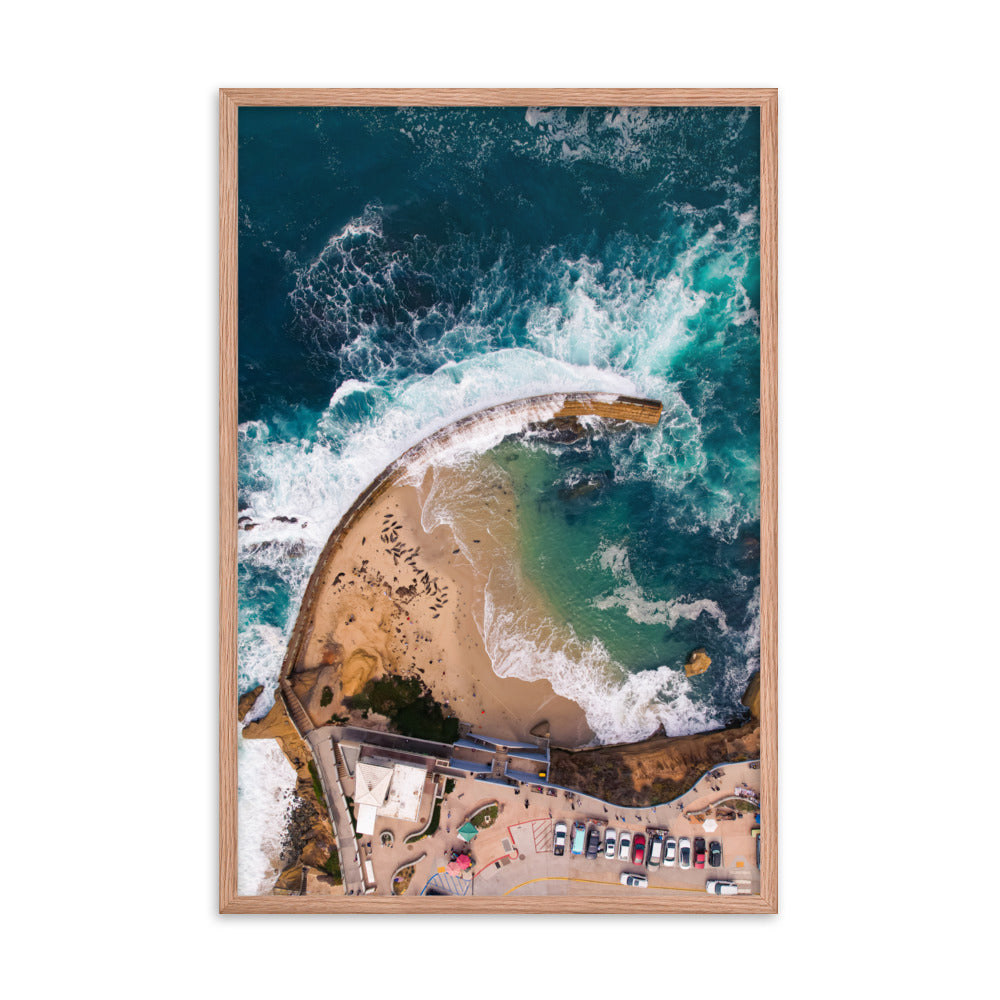 Seals at the pool Framed poster