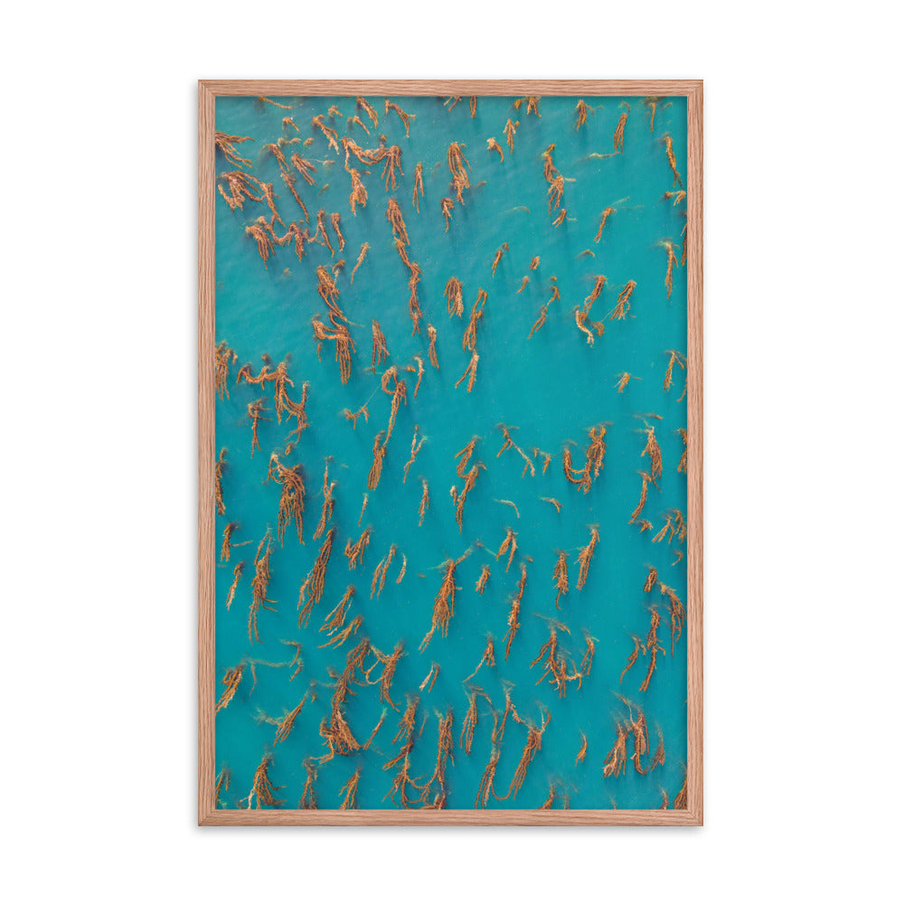 La Jolla Kelp Forest Framed poster