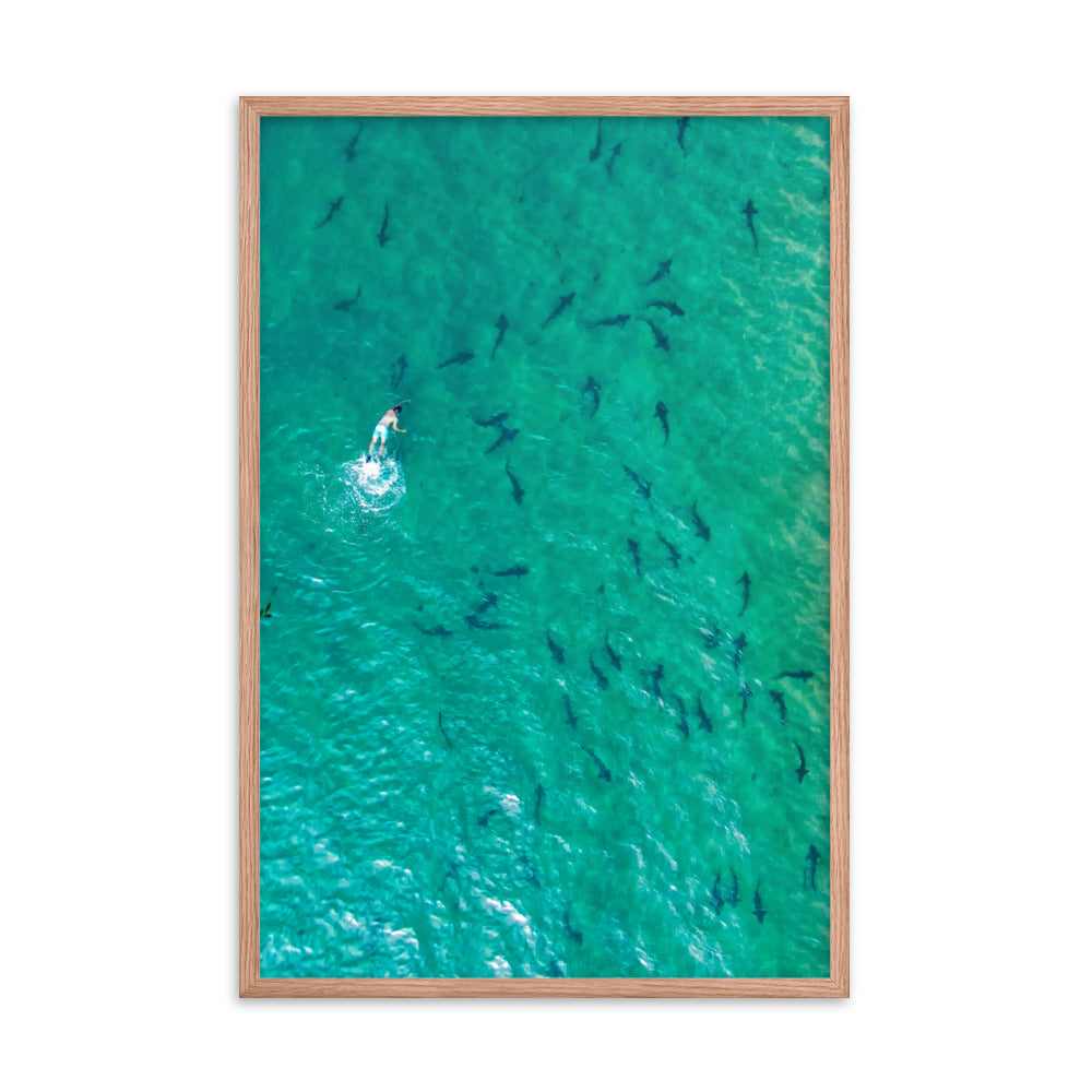 Swimming with sharks Framed poster