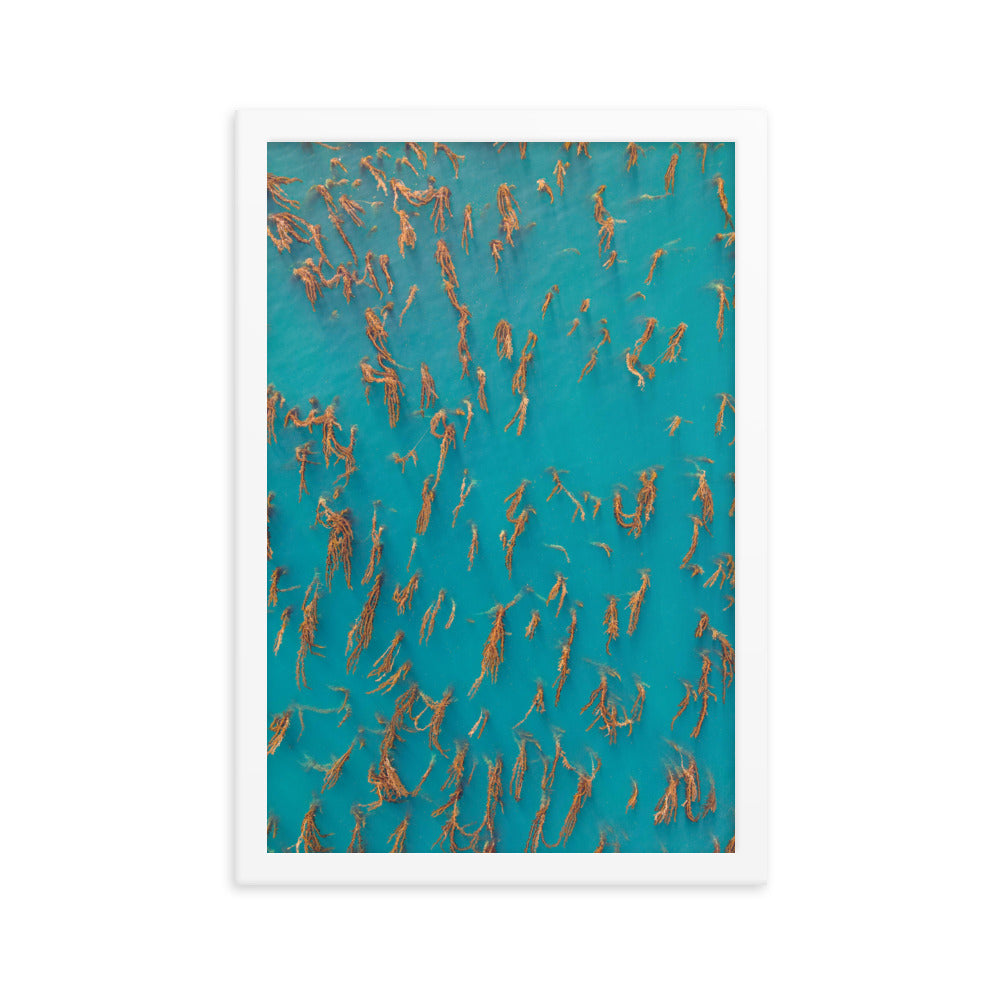 La Jolla Kelp Forest Framed poster