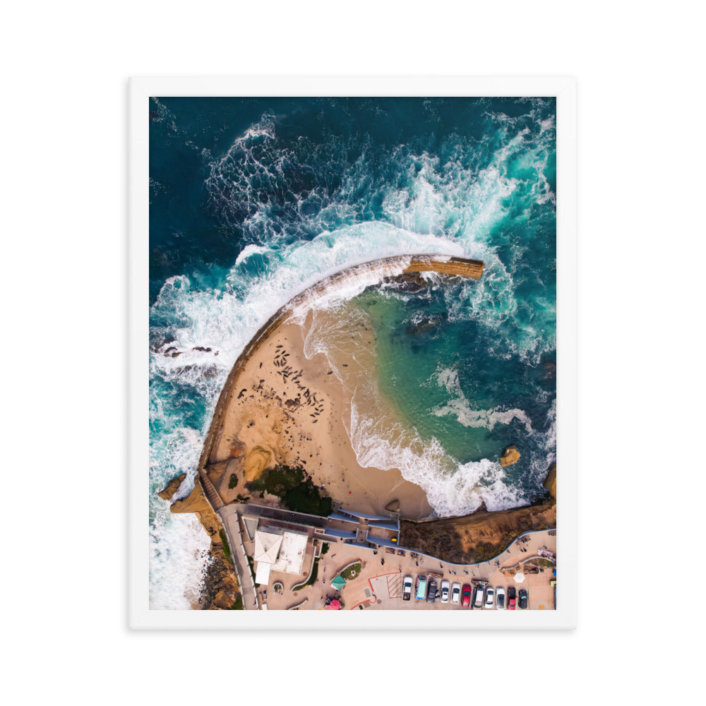 Seals at the pool Framed poster