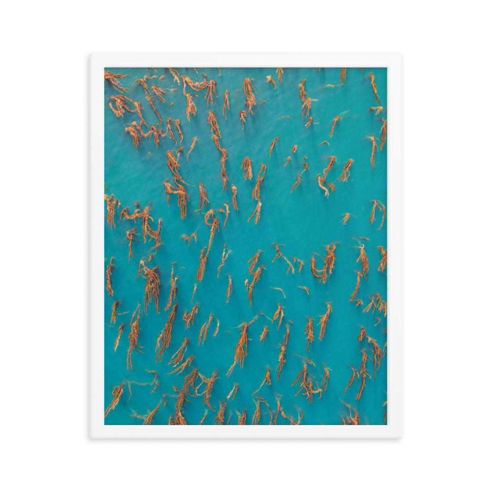 La Jolla Kelp Forest Framed poster