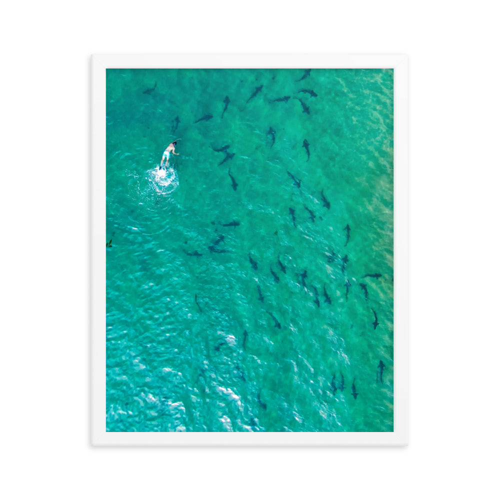 Swimming with sharks Framed poster