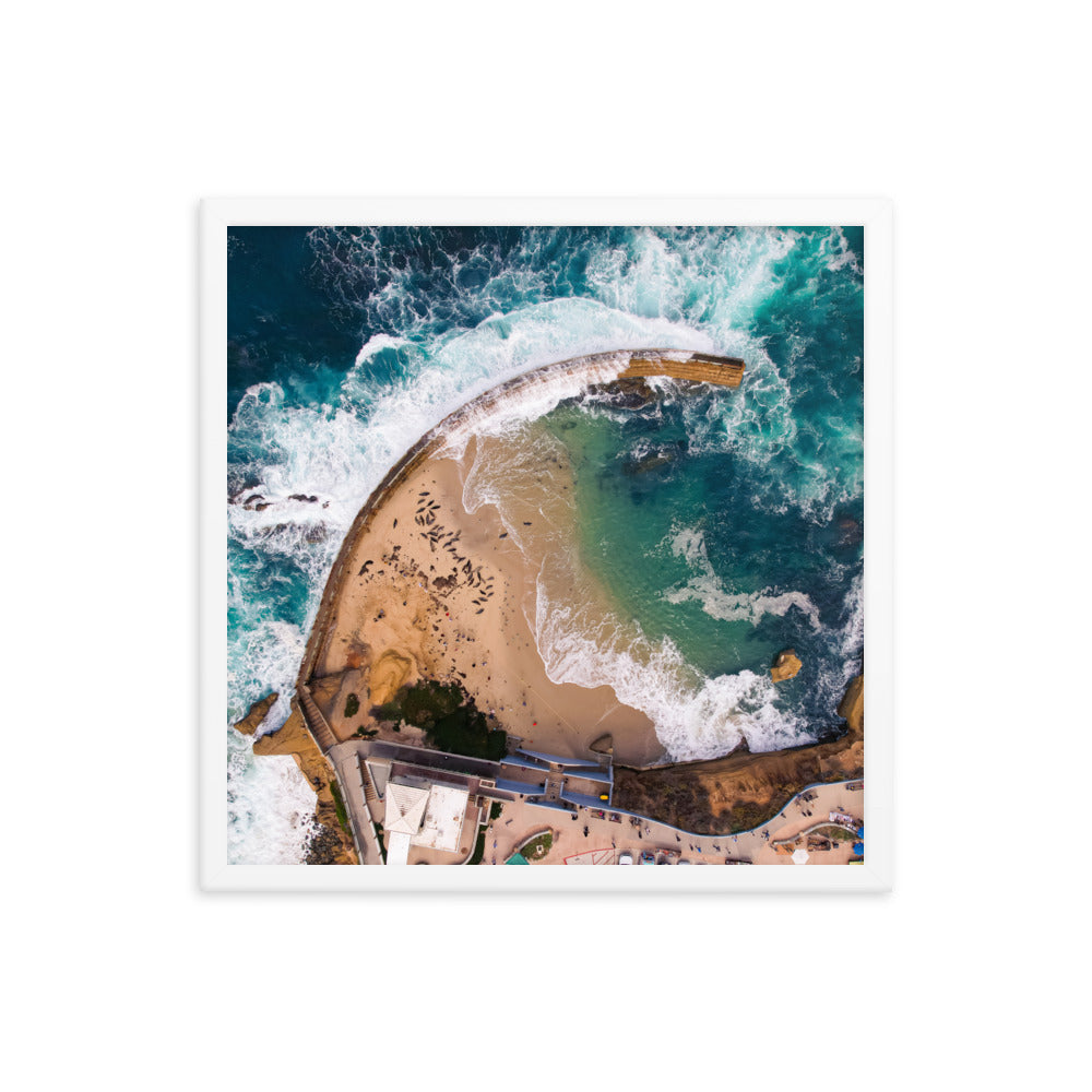 Seals at the pool Framed poster