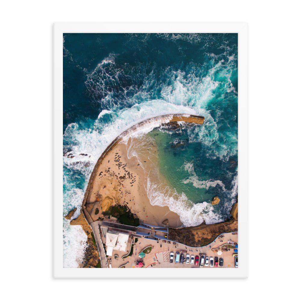 Seals at the pool Framed poster