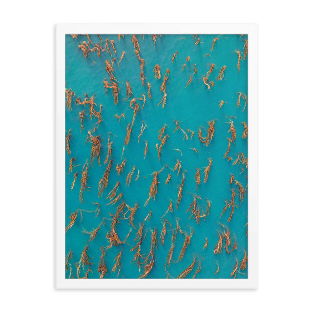 La Jolla Kelp Forest Framed poster