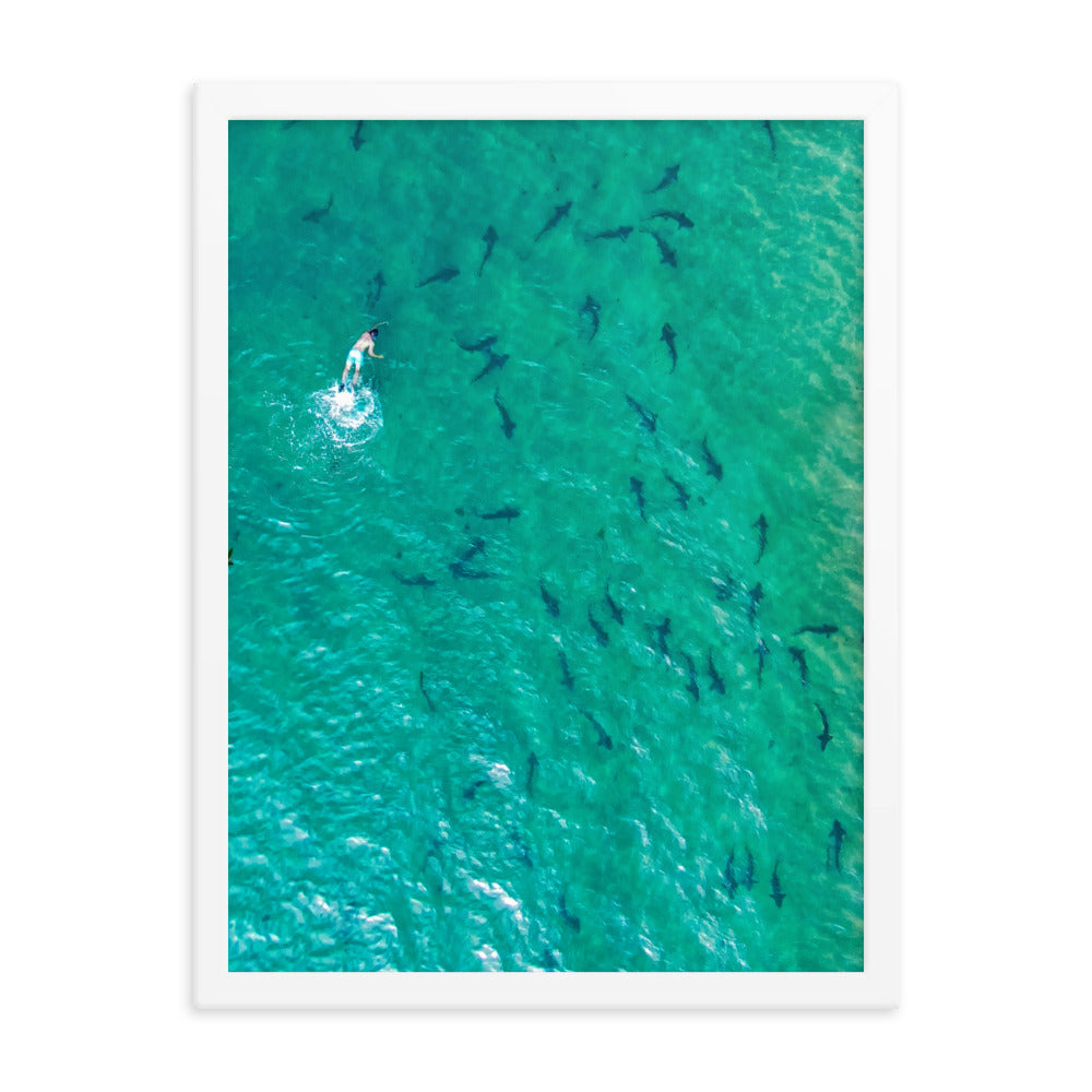 Swimming with sharks Framed poster