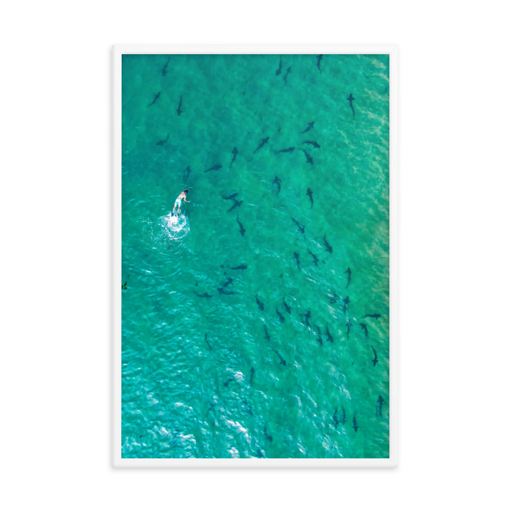 Swimming with sharks Framed poster