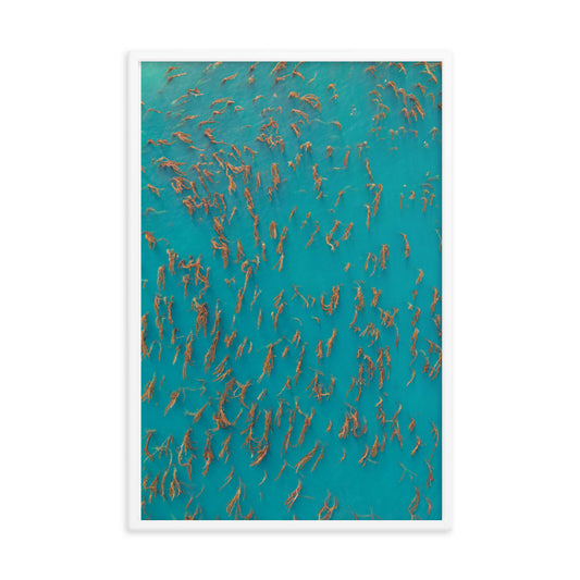 Kelp Forest Framed poster