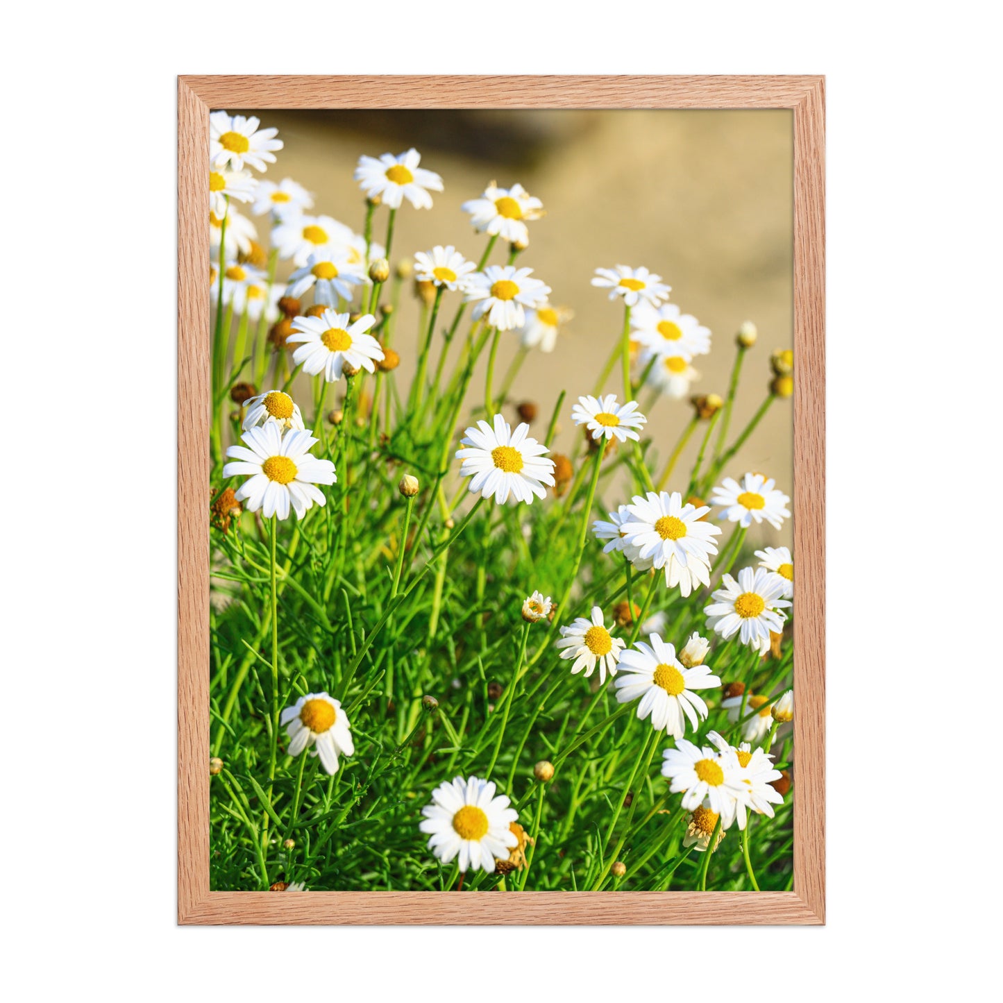 Small white wildflowers with yellow centers rise above soft coastal foliage at La Jolla Cove; wood frame, 18 × 24 inches.