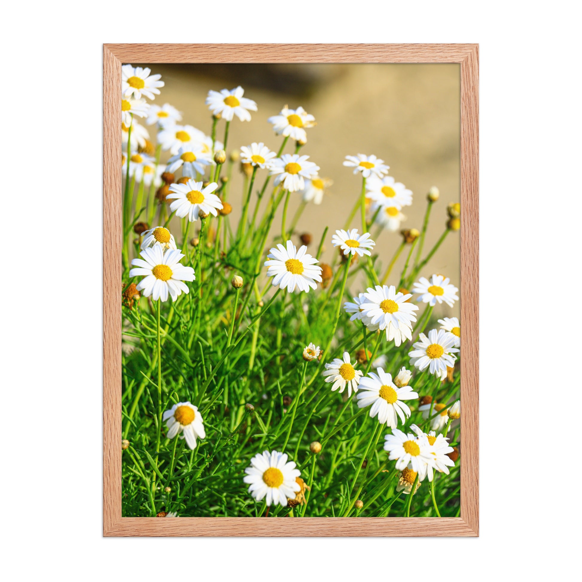 Small white wildflowers with yellow centers rise above soft coastal foliage at La Jolla Cove; wood frame, 18 × 24 inches.